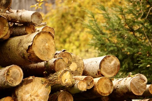 Wood Pile Removal in Sun City Center