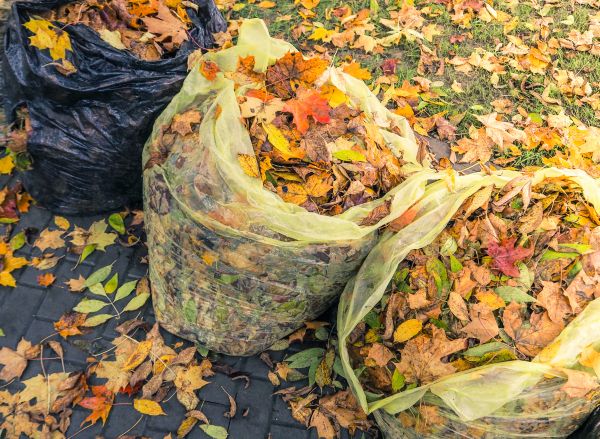 Yard Cleanup Service in Sun City Center