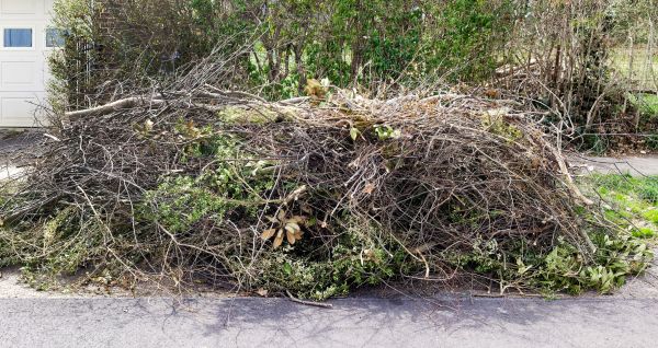 Tree Limb Cleanup in Sun City Center