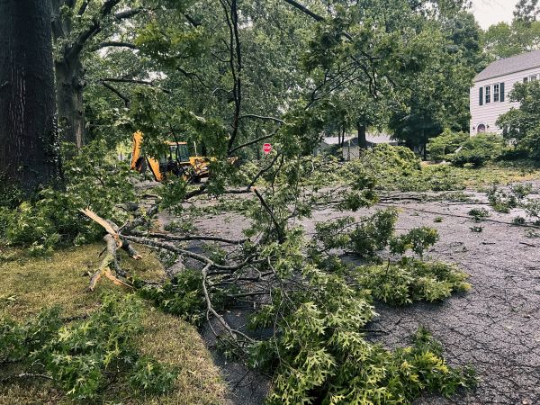 Tree Branch Disposal in Sun City Center