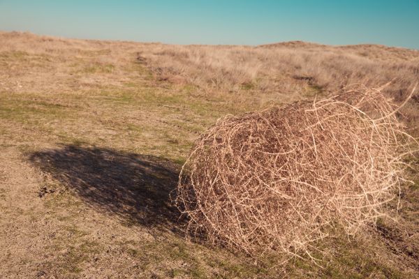 Tumbleweed Removal in Sun City Center