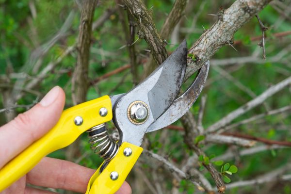 Limbs Removal in Sun City Center