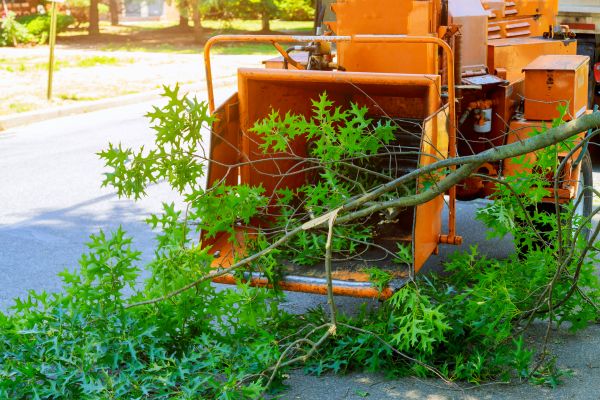 Tree Branches Removal in Sun City Center