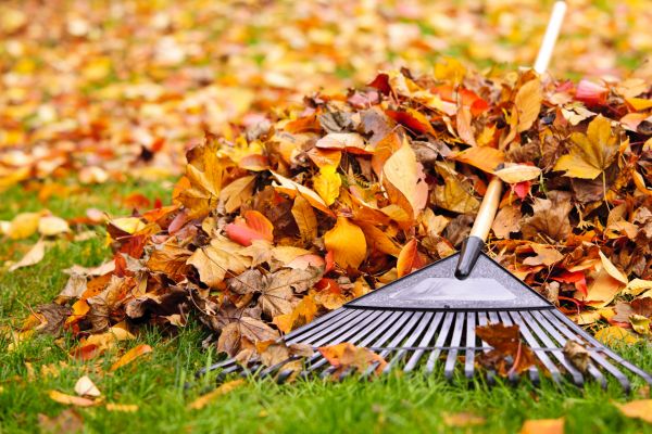 Yard Leaf Removal in Sun City Center