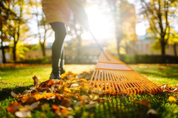 Leaves Raking in Sun City Center