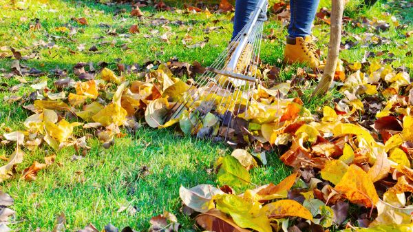 Autumn Leaf Removal in Sun City Center