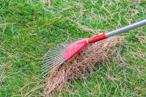 Pine Straw Raking in Sun City Center