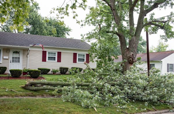 Fallen Branch Removal in Sun City Center