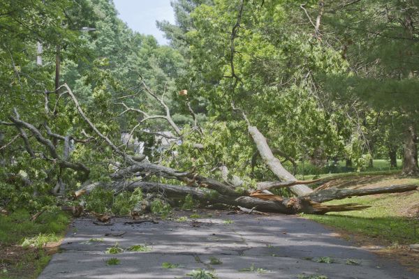 Tree Debris Removal in Sun City Center