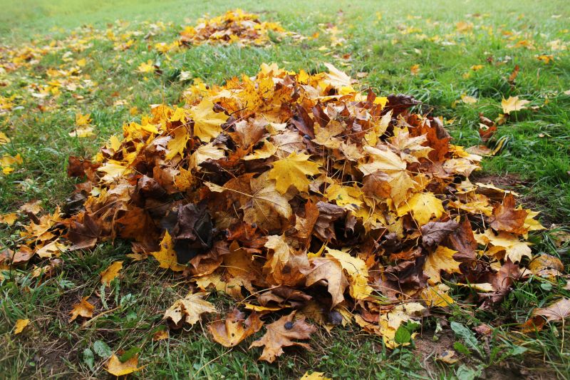 Autumn Leaf Removal